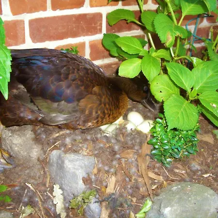 Apartment Eichhof, - Lueneburger Heide