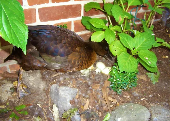 Appartement Eichhof, - Lueneburger Heide